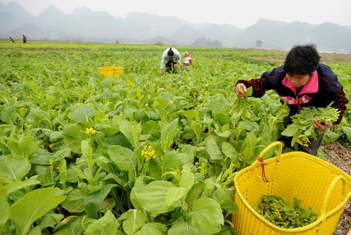 广西 食用农产品合格证制度将在全区试行