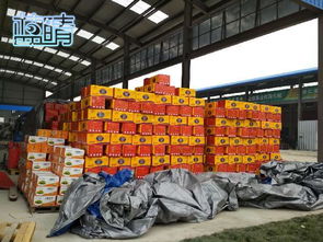 丰富市民菜篮子 中国供销青岛平度农产品物流园投入运营